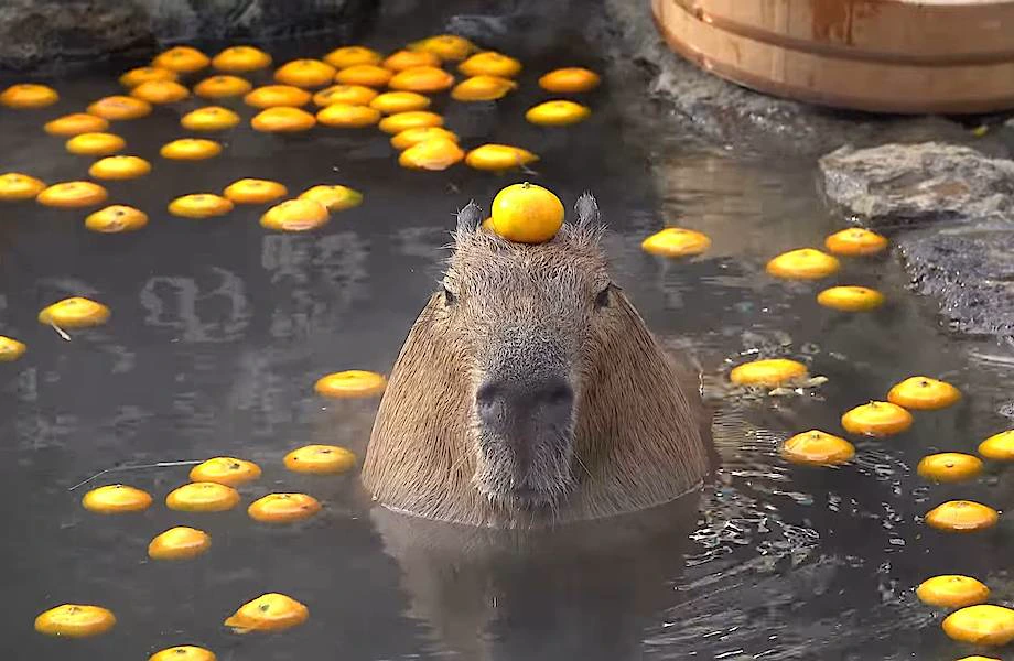 Капибара с мандарином