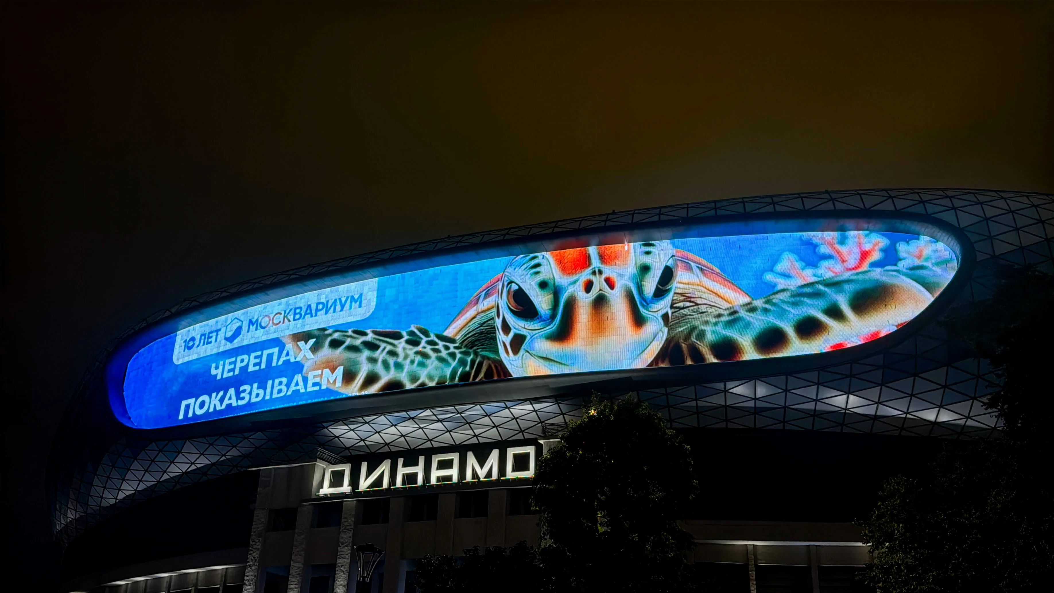Черепах показываем · Динамо